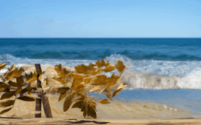 Finding Life Fulfillment: Your Journey to a Fulfilled Life